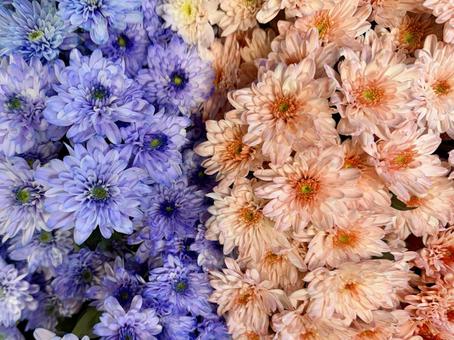 フラワー 花,カラフル,ピンクの写真素材