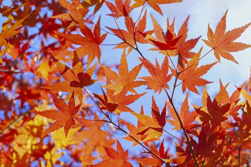 紅葉 紅葉 紅葉,背景,秋の写真素材