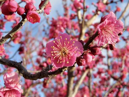 紅梅の写真