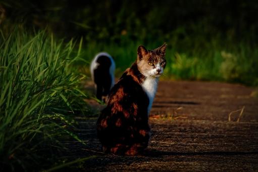 ＜素材＞公園で見かけた三毛猫と白黒猫 猫,三毛猫,白黒の写真素材