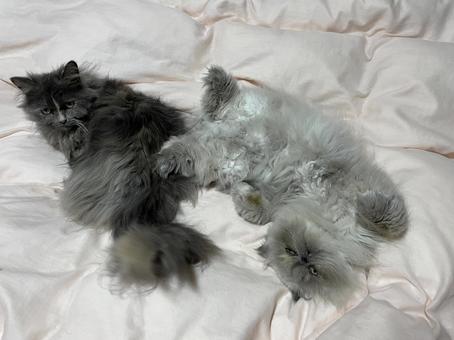 にゃんこ にゃんこの写真
