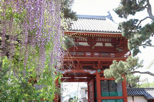 葛井寺 南大門と藤の花 葛井寺 南大門と藤の花 葛井寺,紫雲山,南大門の写真素材