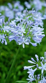 Photo, agapanthus, murasaki kunsiran, purple, 