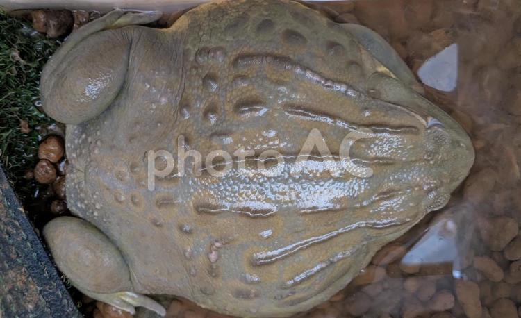 眠っているアフリカウシガエル アフリカウシガエル,ウシガエル,カエルの写真素材