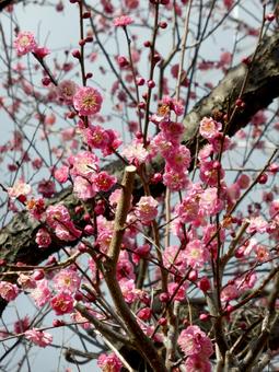 2月中旬、咲き始めた住宅地の紅梅 2月中旬、咲き始めた住宅地の紅梅 梅,梅の花,梅の木の写真素材