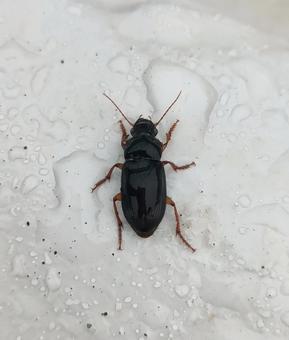 ゴモクムシの仲間の写真