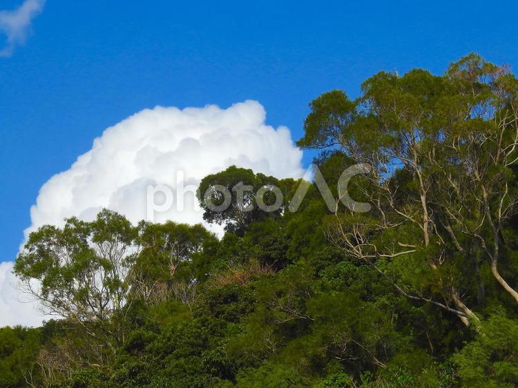 沖縄の夏の空、そして緑の森。 夏空,雲,入道雲の写真素材