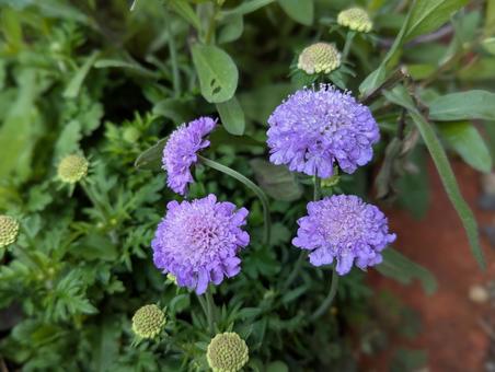 スカビオサの花 スカビオサの花の写真