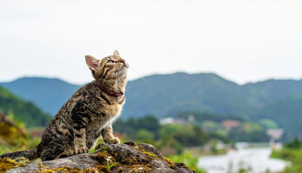 上を見上げる猫 上を見上げる猫の写真