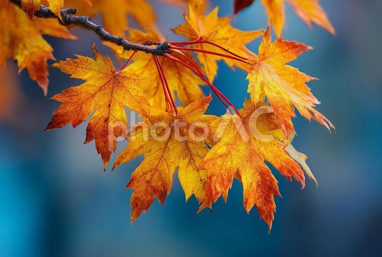 鮮やかなカエデの紅葉 紅葉,葉,カエデの写真素材