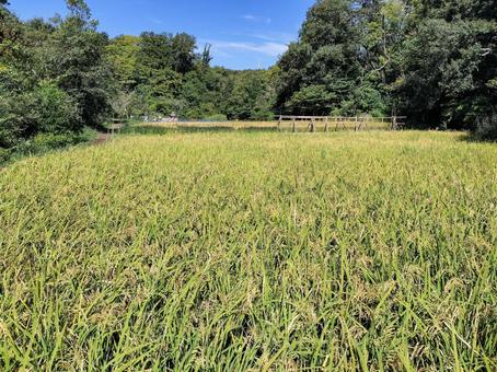 稲穂の実る初秋の稲田 舞岡公園 稲穂の実る初秋の稲田 舞岡公園 稲田,稲穂,米作りの写真素材