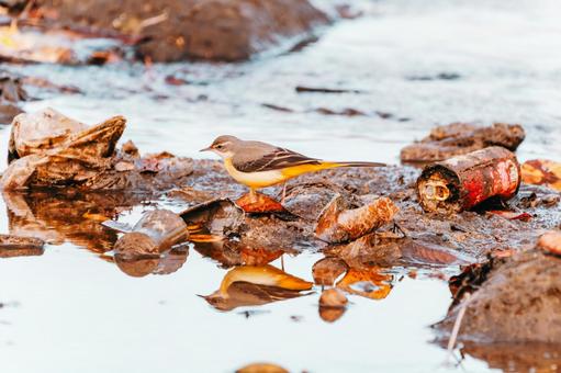 川を汚さないでキセキレイからのお願い キセキレイ,野鳥,小鳥の写真素材