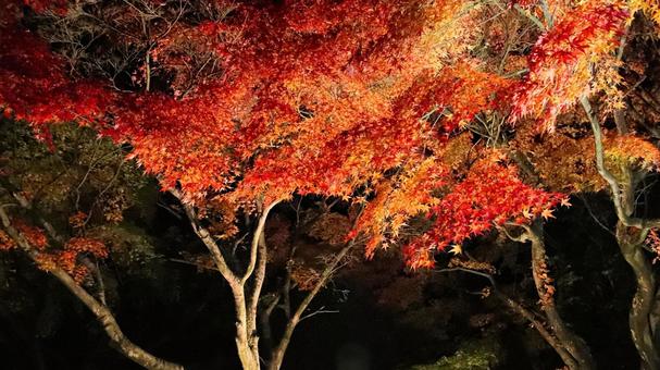 虹の郷　紅葉ライトアップ 紅葉,ライトアップ,秋の写真素材
