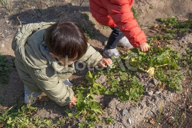 収穫体験のイメージ 収穫,農業,子供の写真素材