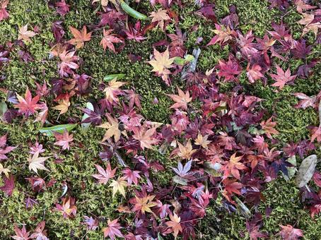 秋の風景 落ち葉,落葉,枯れ葉の写真素材