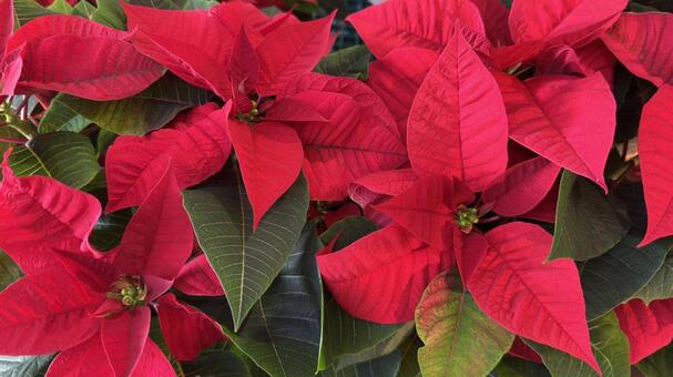 ポインセチア４ ポインセチア,クリスマス,クリスマスイメージの写真素材
