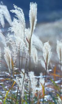 曽爾高原の秋 秋,ススキ,奈良の写真素材