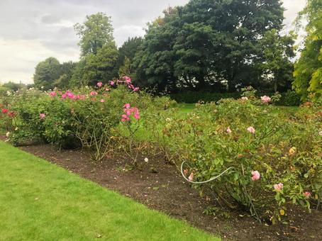 アイルランド、お城の庭園 アイルランド、お城の庭園 海外,アイルランド,庭園の写真素材