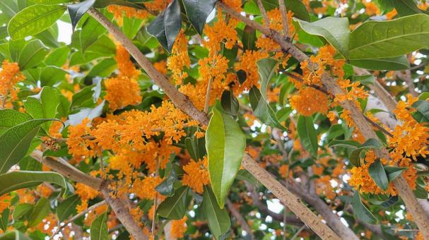 花 花 金木犀,秋の花,植物の写真素材