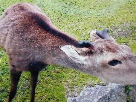 奈良の鹿の写真