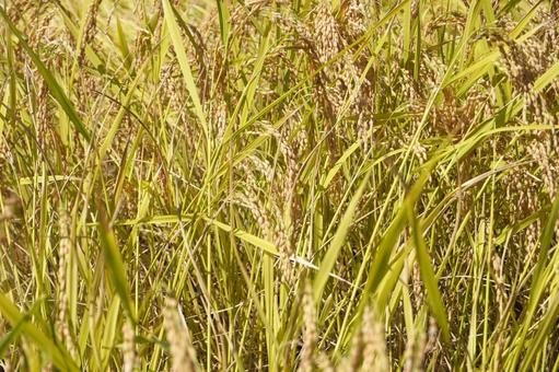 稲穂（収穫直前）02 稲穂,稲,首を垂れるの写真素材