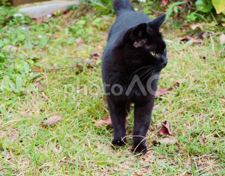 近所の可愛い黒猫２ 野良猫,黒猫,猫の写真素材