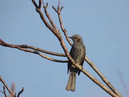 近所の小川で撮ったヒヨドリ 鳥,野鳥,留まるの写真素材