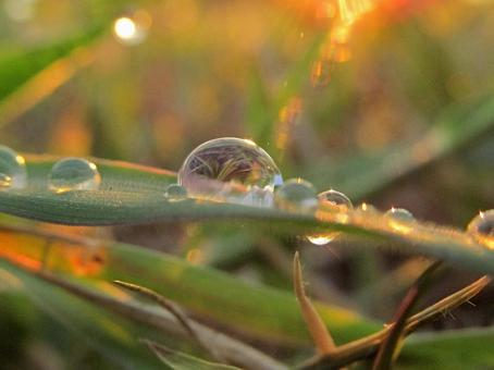 水滴と朝の光Water drops 水滴,しずく,雨の写真素材