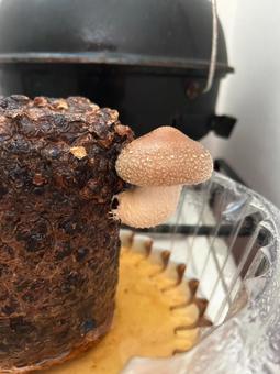 mushroom, JPG