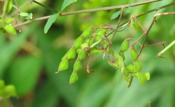 アレチヌスビトハギ アレチヌスビトハギ,ひっつき虫,茂みの写真素材