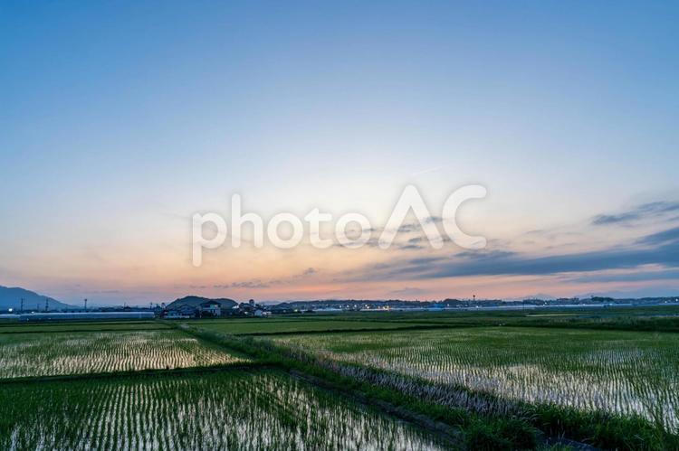 夕日に染まる田園 田んぼ,水田,田園の写真素材