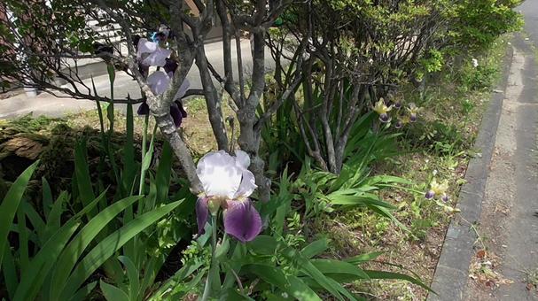 Iris 2, JPG Iris 2, JPG