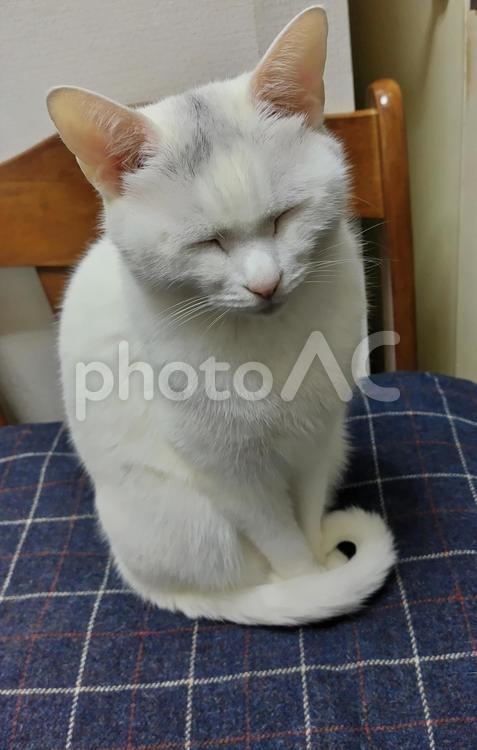 寝ねこ「眠たくないもん」 眠気,白,寝ねこの写真素材