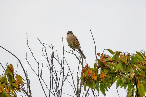 モズ(26) モズ(26) 鳥,野鳥,モズの写真素材