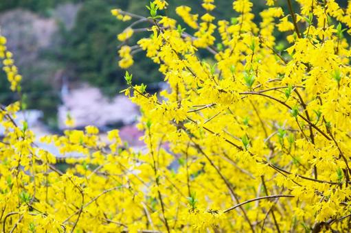 花94 花94の写真