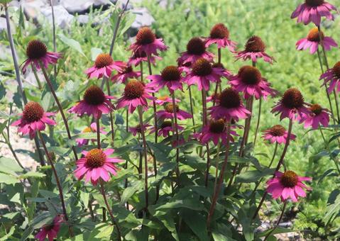 あなたの痛みを癒します あなたの痛みを癒します 花,フラワー,自然の写真素材