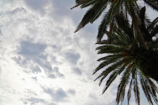 雲の多い空 太陽 ヤシの木 雲の多い空 太陽 ヤシの木 空,雲,曇りの写真素材