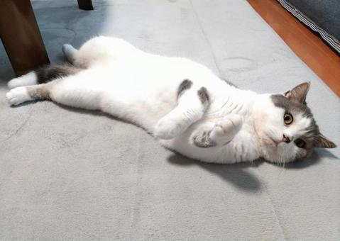 今日の猫 今日の猫の写真