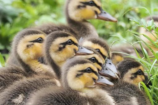 寄り添うカルガモの雛 カルガモの雛,カルガモ,鴨の写真素材