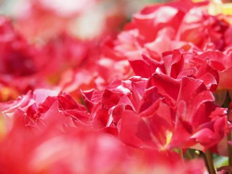 薔薇 薔薇の写真