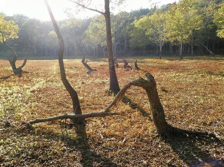 知床国立公園 知床国立公園の写真