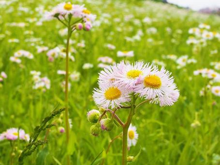 Halzion blooming in the field, JPG Halzion blooming in the field, JPG
