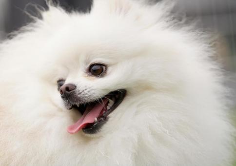 白いポメラニアン 犬,ポメラニアン,ポメの写真素材
