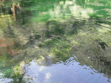 関東のモネの池と呼ばれる出流原弁天池 関東のモネの池と呼ばれる出流原弁天池 出流原弁天池,名水百選,天然記念物の写真素材