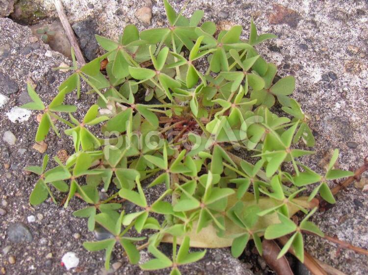 一生懸命生えている草 葉,自然,植物の写真素材