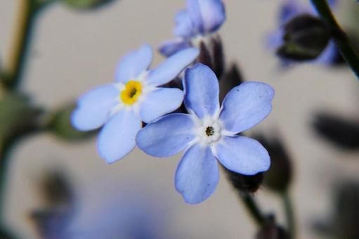 ワスレナグサ・忘れな草　クローズアップの写真