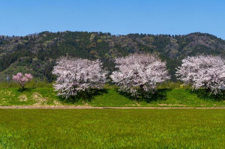 桜満開の麦畑 桜,農園,畑の写真素材