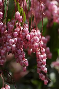 アセビの花 アセビの花の写真
