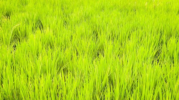夏の稲 稲,稲作,農業の写真素材