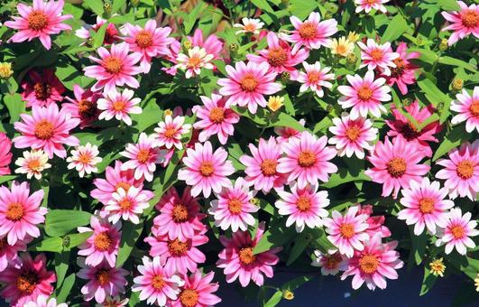 ピンク系ジニアの花 ジニア,キク科,花の写真素材